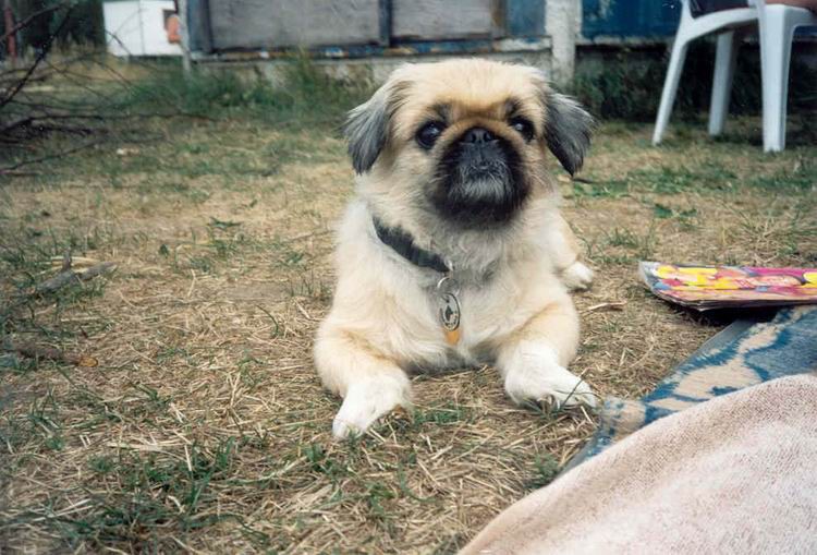 Popis: už trochu zarostlá (léto v Roudné 2003)  