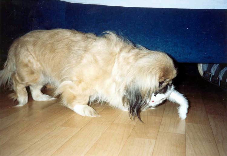 Popis: predátor ( jaro 2004)  